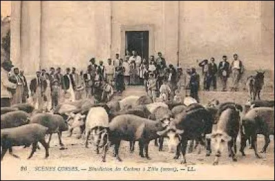 De temps à autres, des cochons gambadaient en toute liberté dans les rues de Zilia, en Haute-Corse. Pour quelle raison ?