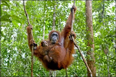 Bornéo, la troisième plus grande île du monde, est partagée entre deux des quatre pays : lesquels ?