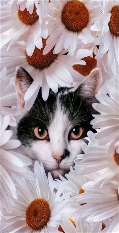 Aimes-tu les fleurs ?