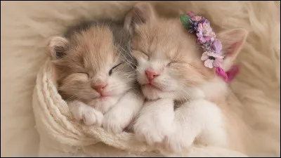 Comment trouves-tu cette photo ?