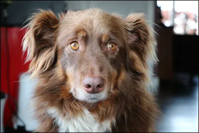 Un berger australien qui ne garde pas de troupeau doit au moins faire à la place :