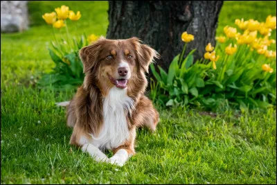 Dans le film "Marmaduke", une femelle berger australien est présente comment s'appelle-t-elle ?