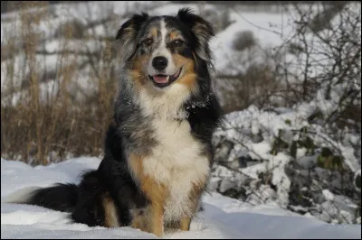 Quel chien n'est pas un berger australien ?