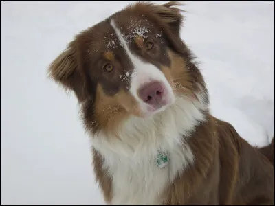 Doù vient le berger australien ?