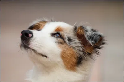 Le berger australien est censé être un chien facile d'entretien..
Si vous souhaitiez en avoir un, vous devriez le brosser :