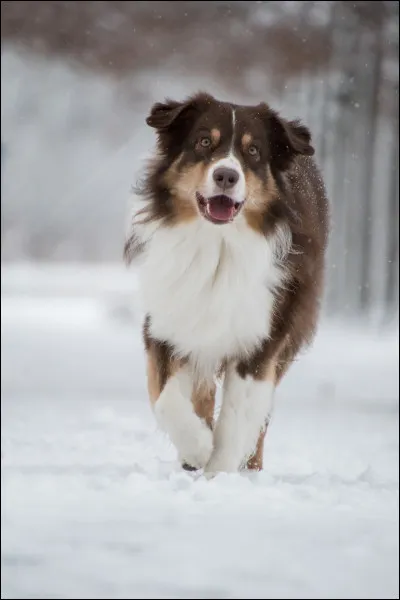 De combien est lespérance de vie d'un berger australien ?