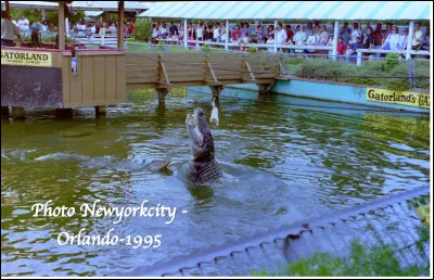 Quel est cet animal en A, un reptile carnivore qui vit principalement en Floride ?