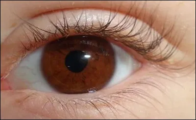 Hermione a les yeux marrons.