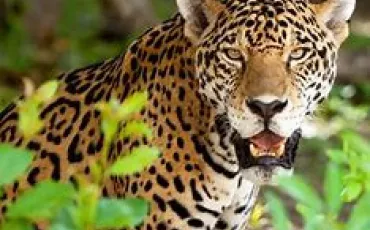 Quiz Animaux