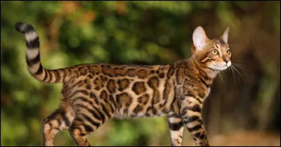 Et cette race magnifique ?