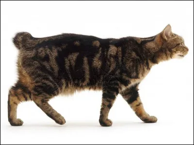 Quelle est cette race de chat ?
