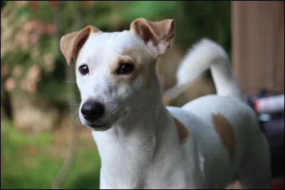 Pour finir, en 2021, dans le classement des chiens pr&eacute;f&eacute;r&eacute;s des Fran&ccedil;ais, le Jack Russel est &eacute;lu...
