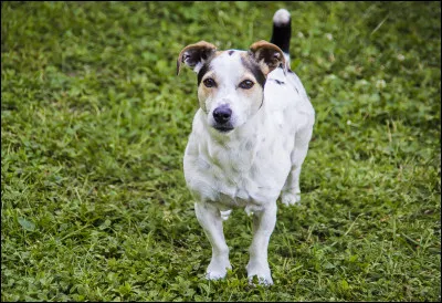 Quel est le plus gros d&eacute;faut du Jack ?