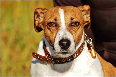 Dans le film d'animation "Comme des b&ecirc;tes", le h&eacute;ros est un Jack Russel. Mais comment s'appelle-t-il ?