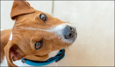 Le Jack Russel p&egrave;se :