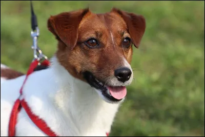 Comment d&eacute;finiriez-vous le Jack Russel ?
