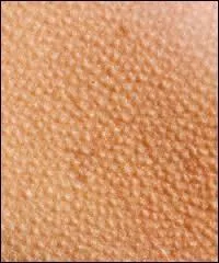 Qui nous donne la chair de... .