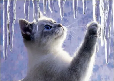 Préfères-tu les chats ou les dragons ?