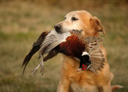 Quiz 2-Les races de chiens de chasse