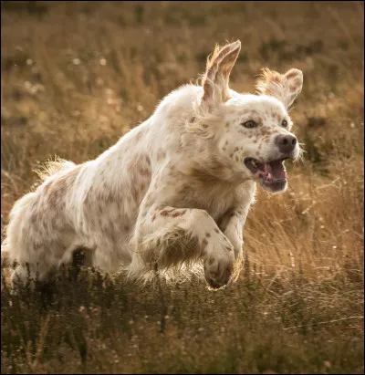 Quelle est la race de ce chien ?