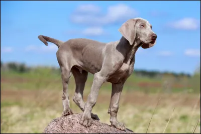 Quelle est la race de ce chien ?