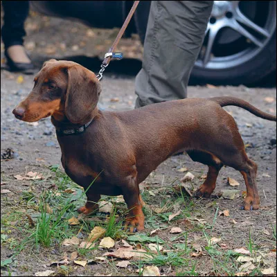 Quelle est la race de ce chien ?