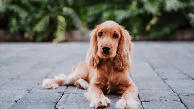 Quelle est la race de ce chien ?