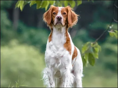 Quelle est la race de ce chien ?