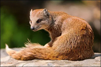 Quel est cet animal en M, un mammifère carnivore d'Afrique, au corps allongé et au museau pointu dont le plat préféré est le serpent ?