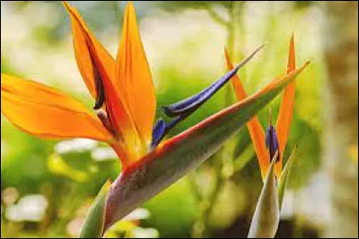 Comment nomme-t-on cette plante tropicale ?