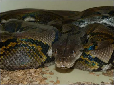 Animaux : Quel serpent vivant en Asie du Sud-Est est le serpent le plus long du monde ?