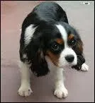 Quelle est cette race de chien ?