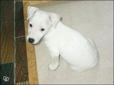 Quelle est cette race de chien ?