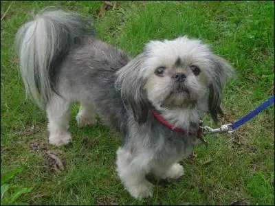 Quelle est cette race de chien ?