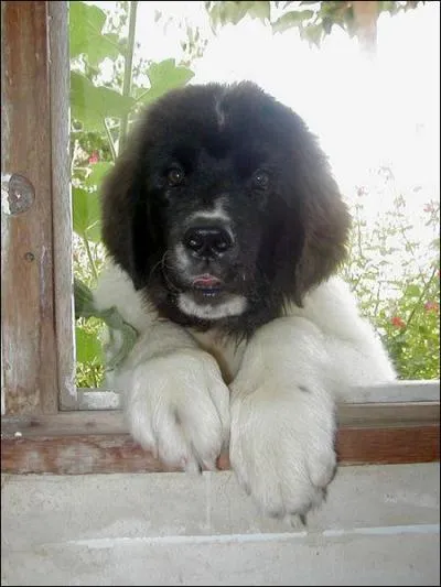 Quelle est cette race de chien ?