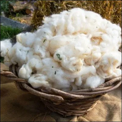 Quelle partie du corps d�un animal est molle chez les repr&eacute;sentants de la famille des trionychid&eacute;es en raison d�un manque de k&eacute;ratine ?