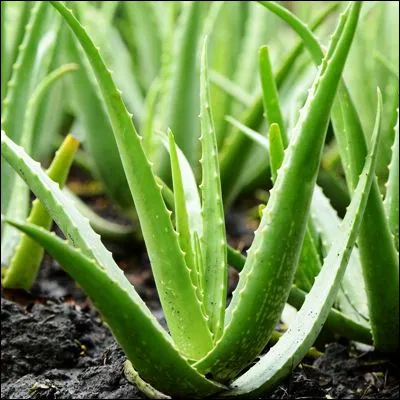 Quelle plante tr&egrave;s utilis&eacute;e dans les m&eacute;decines traditionnelles, en cosm&eacute;tique et pour des boissons, produit un suc indiqu&eacute; contre la constipation ?