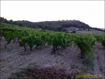 Le Pey Neuf est un vin :