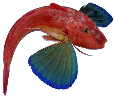 Quel est ce poisson de mer en G &agrave; robe rouge et avec des nageoires vertes et bleues ?