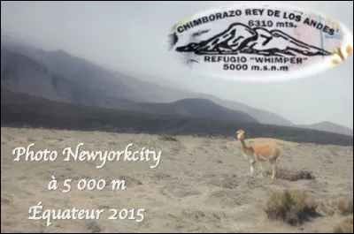 Quel est cet animal en G, un cam&eacute;lid&eacute; sauvage d'Am&eacute;rique du Sud apparent&eacute; au lama qui vit en tr&egrave;s haute altitude ?