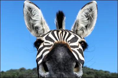 Quel est ton animal préféré ?