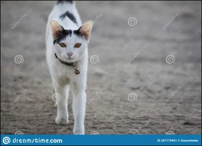 Flocon de Neige était un chat errant, avec sa mère.