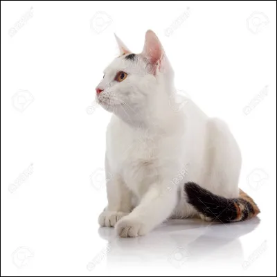 Comment sappelait Flocon de Neige en tant que chaton ?