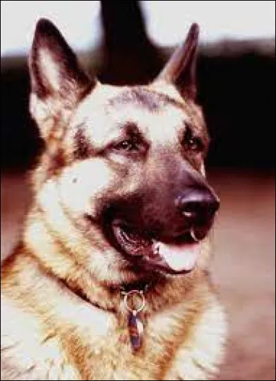 Dans quelle émission Mabrouk était-elle la mascotte ?