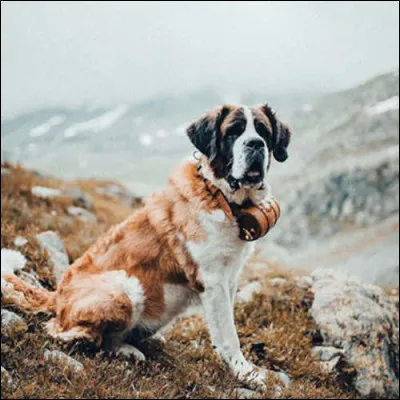 Dans quel pays, le chien Barry est-il un emblème ?