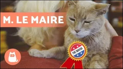 Dans quel État des États-Unis, un chat du nom de Stubbs est-il maire d'une ville ?