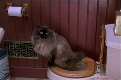 Dans quel film peut-on voir ce chat prénommé ''La Guigne'' ?