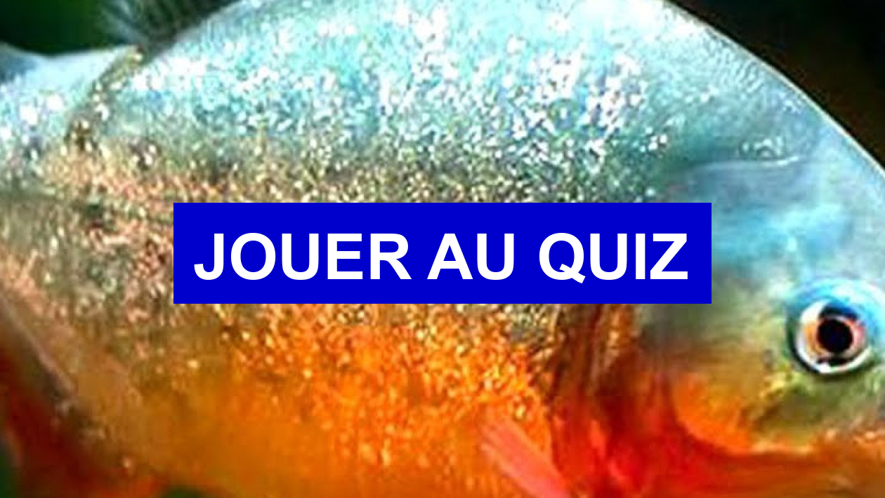 Quiz Animaux
