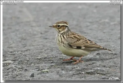 Le 18 janvier 2023 est sorti le film de Yann Samuel, la guerre des...