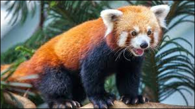 Panda roux : ce mot se traduit par...